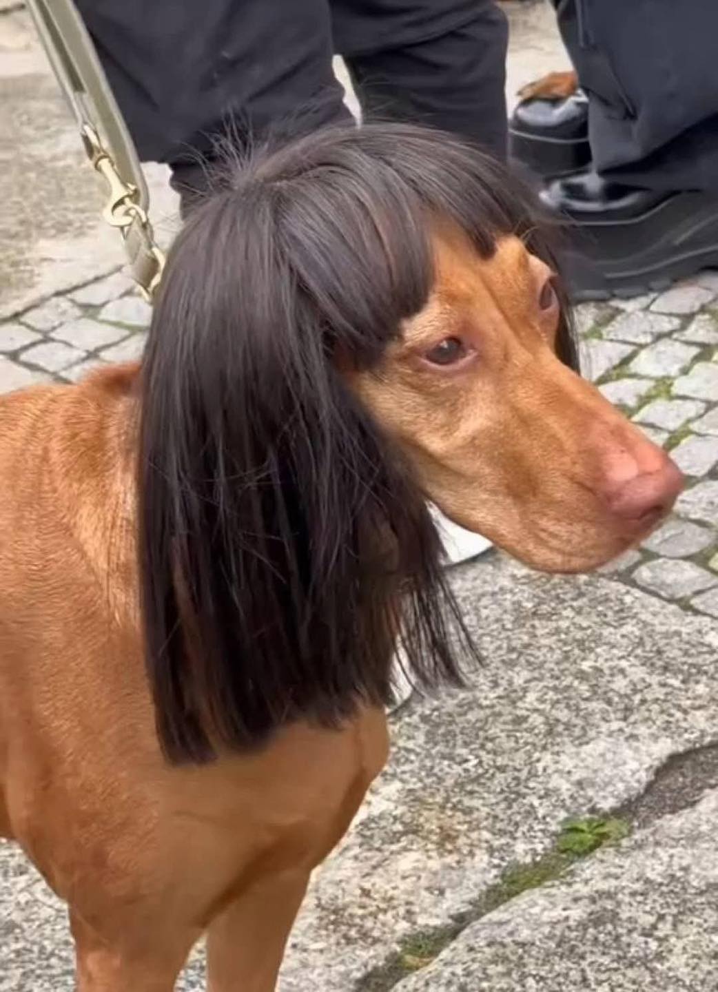 [🆕🇻🇳] FuU Pet – Spa & Hotel Thú Cưng  🐶🦜 Top1Pets 🐱🐠 Xin chào, tui là vitamin vui vẻ đây!
, shares-0✔️ , likes-3❤️️ , date-2025-07-18 03:00:00🐶🐱🇻🇳🇻🇳🇻🇳📰🆕