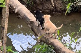 [🆕🇻🇳] Paws’ Smile – Pet Salon Đà Nẵng 🐶🦜 Top1Pets 🐱🐠 Lần đầu đi cầu dừa—————————————–
Paws’ Smile – Pet Salon Đà Nẵng
~~ 𝑪𝒉𝒊̉𝒏 𝑪𝒉𝒖 – 𝑪𝒉𝒂̂́𝒕 𝑳𝒖̛𝒐̛̣𝒏𝒈 – 𝑪𝒉𝒂𝒏 𝑪𝒉𝒖̛́𝒂 𝒀𝒆̂𝒖 𝑻𝒉𝒖̛𝒐̛𝒏𝒈  , shares-0✔️ , likes-0❤️️ , date-2025-07-15 19:55:06🐶🐱🇻🇳🇻🇳🇻🇳📰🆕