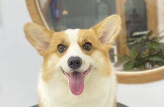 [🆕🇻🇳] FuU Pet – Spa & Hotel Thú Cưng  🐶🦜 Top1Pets 🐱🐠 Xin chào, tui là vitamin vui vẻ đây!
, shares-0✔️ , likes-3❤️️ , date-2025-07-18 03:00:00🐶🐱🇻🇳🇻🇳🇻🇳📰🆕