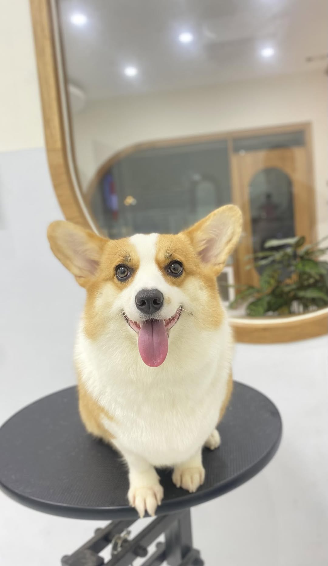 [🆕🇻🇳] FuU Pet – Spa & Hotel Thú Cưng  🐶🦜 Top1Pets 🐱🐠 Xin chào, tui là vitamin vui vẻ đây!
, shares-0✔️ , likes-3❤️️ , date-2025-07-18 03:00:00🐶🐱🇻🇳🇻🇳🇻🇳📰🆕