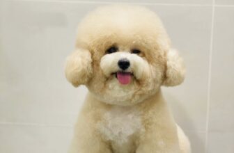 [🆕🇻🇳] Pet Oiii 🐶🦜 Top1Pets 🐱🐠 Công trúa Bối có xinh quá khơm ạ_____________________________________𝐏𝐄𝐓 𝐎𝐈𝐈𝐈
SPA – GROOMING – HOTEL – DAYCARE𝟐𝟐𝟕 𝐁𝐮̀𝐢 Đ𝐢̀𝐧𝐡 , shares-0✔️ , likes-5❤️️ , date-2025-07-20 11:15:14🐶🐱🇻🇳🇻🇳🇻🇳📰🆕