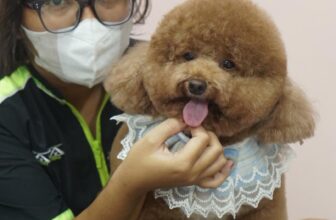 [🆕🇻🇳] KaKa Pet – Dịch Vụ Thú Cưng 🐶🦜 Top1Pets 🐱🐠 Tác phẩm của học viên nhà KAKA ACADEMY
_____________
𝐊𝐚𝐊𝐚 𝐏𝐞𝐭 Academy Grooming  – 𝐃𝐢̣𝐜𝐡 𝐯𝐮̣ 𝐭𝐡𝐮́ 𝐜𝐮̛𝐧𝐠
Địa chỉ: Số 3, Nguyễn Thị Tạo, Bình Thuỷ, Cần Thơ , shares-0✔️ , likes-3❤️️ , date-2025-09-29 14:57:02🐶🐱🇻🇳🇻🇳🇻🇳📰🆕