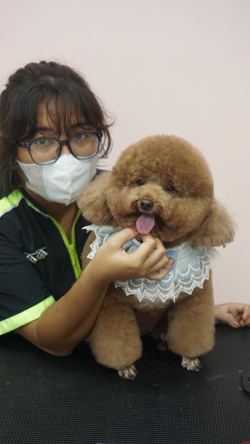 [🆕🇻🇳] KaKa Pet – Dịch Vụ Thú Cưng 🐶🦜 Top1Pets 🐱🐠 Tác phẩm của học viên nhà KAKA ACADEMY
_____________
𝐊𝐚𝐊𝐚 𝐏𝐞𝐭 Academy Grooming  – 𝐃𝐢̣𝐜𝐡 𝐯𝐮̣ 𝐭𝐡𝐮́ 𝐜𝐮̛𝐧𝐠
Địa chỉ: Số 3, Nguyễn Thị Tạo, Bình Thuỷ, Cần Thơ , shares-0✔️ , likes-3❤️️ , date-2025-09-29 14:57:02🐶🐱🇻🇳🇻🇳🇻🇳📰🆕