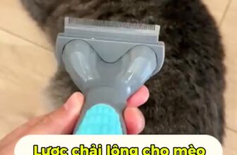 [🆕🇻🇳] Pi Sà Pet Shop – cửa hàng đồ thú cưng cao cấp, chuyên cung cấp thức ăn, phụ kiện, đồ dùng chó mèo 🐶🦜 Top1Pets 🐱🐠 L\u01b0\u1ee3c ch\u1ea3i l\u00f4ng ch\u00f3 m\u00e8o cao c\u1ea5p | Gi\u1ea3m l\u00f4ng r\u1ee5ng – G\u1ee1 l\u00f4ng r\u1ed1i cho ch\u00f3 m\u00e8o \u25b6 , shares-1✔️ , likes-5❤️️ , date-2025-07-18 05:39:05🐶🐱🇻🇳🇻🇳🇻🇳📰🆕