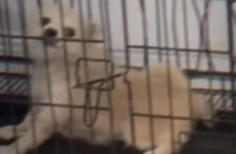 [🆕🇻🇳] Phòng Khám Thú Y HELLO PET – Việt Yên 🐶🦜 Top1Pets 🐱🐠 Dẻo dai quá  thiếu mỗi cô vợ cho ẻm thôi  , shares-0✔️ , likes-9❤️️ , date-2025-07-20 01:48:03🐶🐱🇻🇳🇻🇳🇻🇳📰🆕