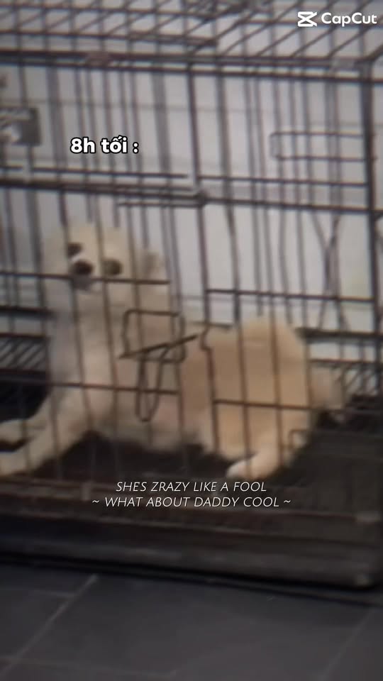 [🆕🇻🇳] LuBaby – MumBaby Siêu thị Mẹ và Bé – Mang lại giá trị tốt nhất cho mẹ và bé 🧑‍🧒❤️️👶⭐️ Cảm ơn khách yêu đã luôn tin tưởng, mua hàng bên Lubaby nhiều nhéĐịa chỉ uy tín:
CN1: MumBaby 719 Trần Thủ Độ, Điện Nam Trung, Điện Bàn, Qua , shares-0✔️ , likes-0❤️️ , date-2025-07-20 01:43:58🇻🇳🇻🇳🇻🇳📰🆕