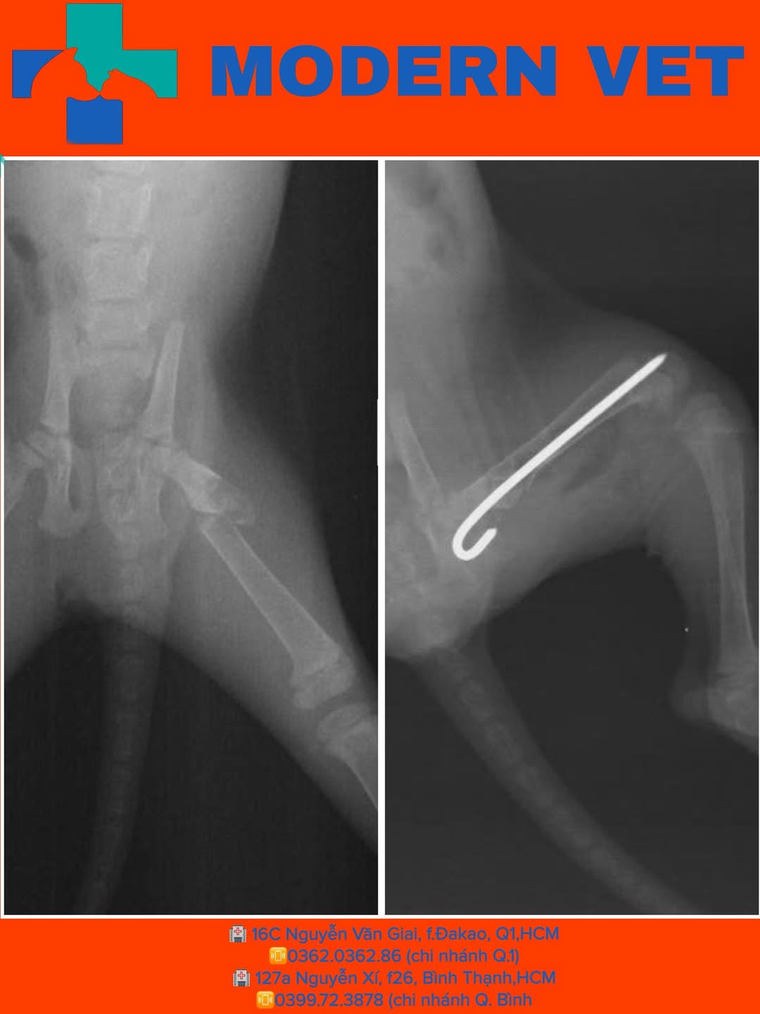 [🆕🇻🇳] Bệnh Viện Thú Y Modern Vet  (Modern Vet Hospital) 🐶🦜 Top1Pets 🐱🐠  Bé Đen bị tai nạn gãy xương đùi khi chưa đầy 3 tháng tuổiSau khi tiếp nhận bé các Bs Modern Vet đã tiến hành phẫu thuật cho Đen.
Sau 7 ngày chăm sóc , shares-6✔️ , likes-10❤️️ , date-2025-07-25 19:06:24🐶🐱🇻🇳🇻🇳🇻🇳📰🆕