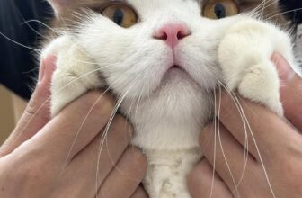 [🆕🇻🇳] Ngôi nhà của Dollar  🐶🦜 Top1Pets 🐱🐠 Mùng 1 chúc cô chí anh trụ nhiều pate. À nhầm, nhiều xiền mua pate cho các con
, shares-0✔️ , likes-2❤️️ , date-2025-07-25 18:56:17🐶🐱🇻🇳🇻🇳🇻🇳📰🆕