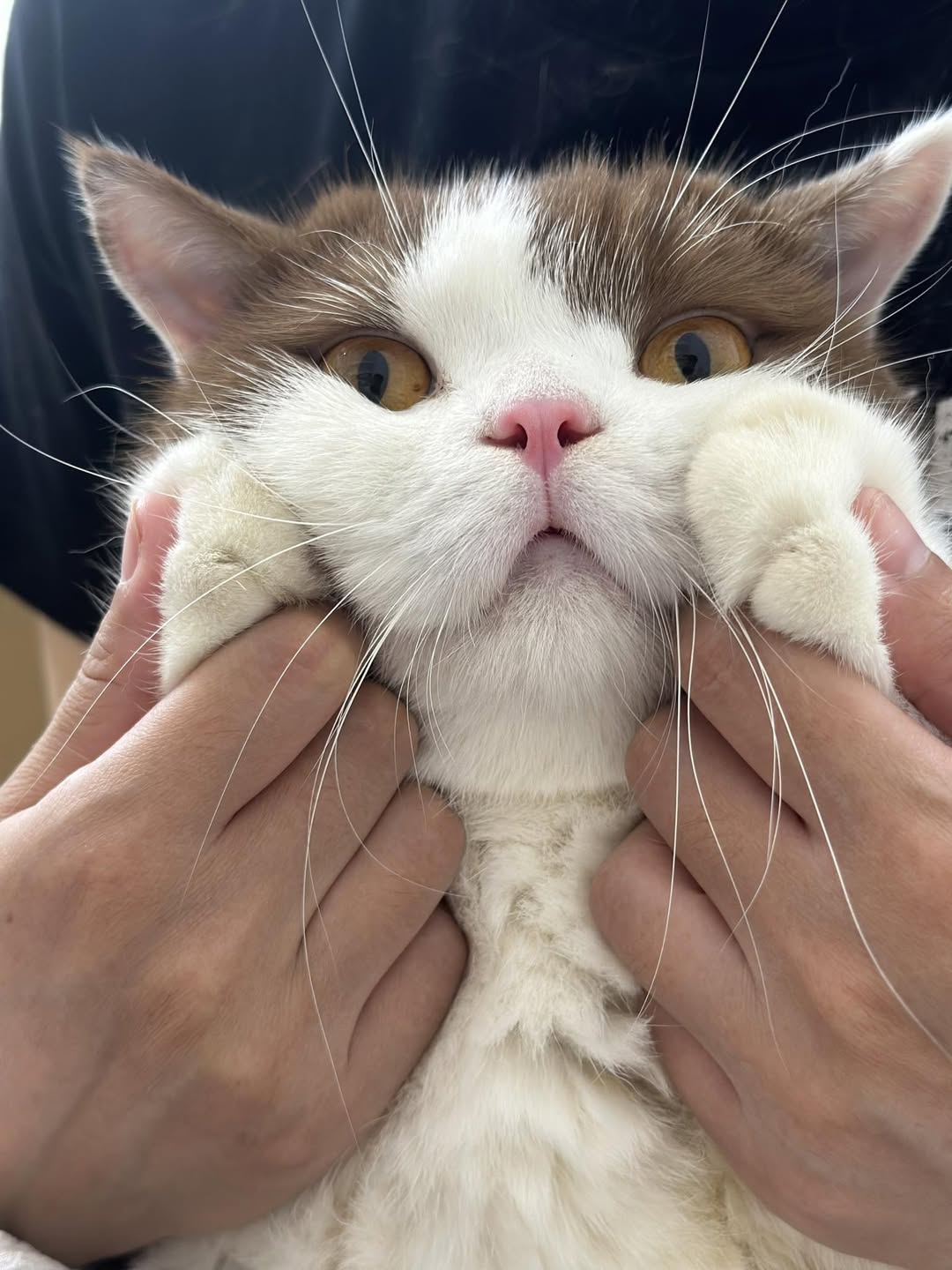 [🆕🇻🇳] Ngôi nhà của Dollar  🐶🦜 Top1Pets 🐱🐠 Mùng 1 chúc cô chí anh trụ nhiều pate. À nhầm, nhiều xiền mua pate cho các con
, shares-0✔️ , likes-2❤️️ , date-2025-07-25 18:56:17🐶🐱🇻🇳🇻🇳🇻🇳📰🆕