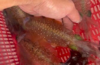 [🆕🇻🇳] TÔM HÙM KHÁNH HOÀ – Chuyên sỉ lẻ, tôm hùm sống, tôm hùm ngộp, tôm hùm cấp đông, số lượng lớn 🍔 Top1Food  🍜 M\u1ef1c L\u00e1 S\u1ed1ng Nh\u1ea3y, size 25-40con giao s\u1ed1ng t\u1ea1i  Qu\u00e1n  anh ch\u1ecb em c\u1ea7n, LH: 0366508943″},”id”:”UzpfSTEwMDA5MDI5Mz , shares-0✔️ , likes-46❤️️ , date-2025-07-25 20:45:40🇻🇳🇻🇳🇻🇳📰🆕