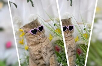 [🆕🇻🇳] JOLLY PET 🐶🦜 Top1Pets 🐱🐠 #Kiều #Jollypet #petshop #petspa #pethotel #petgrooming #pet #cat , shares-0✔️ , likes-3❤️️ , date-2025-07-30 21:00:56🐶🐱🇻🇳🇻🇳🇻🇳📰🆕