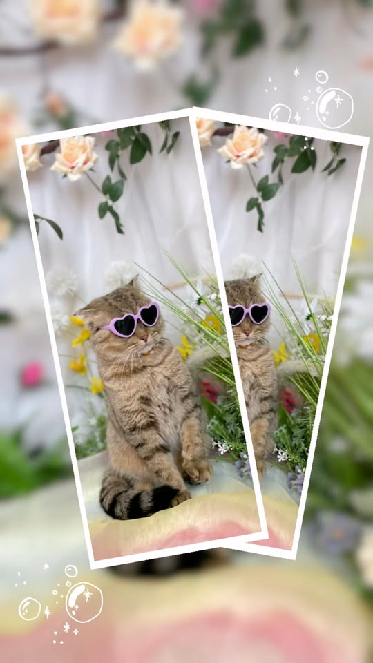 [🆕🇻🇳] TiHi Pet Shop – Spa & Hotel Thú Cưng 🐶🦜 Top1Pets 🐱🐠  Thức ăn cho mèo trưởng thành Me O vị cá hồi 1,1kgNguyên liệu: hạt nguyên ngũ cốc, chế biến sẵn, protein thực vật, bột cá, sắn, mỡ gà, men bia khô, bột , shares-0✔️ , likes-0❤️️ , date-2025-07-31 03:01:15🐶🐱🇻🇳🇻🇳🇻🇳📰🆕