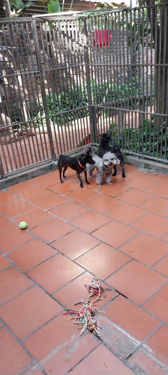 [🆕🇻🇳] Happy Pet Clinic – Bác sĩ thú y 🐶🦜 Top1Pets 🐱🐠 Sắc màu vui nhộn
Playing time
Temps de récréationHAPPY PET CLINIC
103 B, Lane 47 Quang Khanh, Tay Ho, Ha Noi
Email: info@happypet.com.vn
Tel: 0903268266 , shares-0✔️ , likes-9❤️️ , date-2025-07-28 17:23:10🐶🐱🇻🇳🇻🇳🇻🇳📰🆕