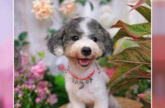[🆕🇻🇳] JOLLY PET 🐶🦜 Top1Pets 🐱🐠 #Bò #JollyPet #petshop #petspa #petgrooming #petcare #pet #dog #poodle , shares-0✔️ , likes-2❤️️ , date-2025-08-01 17:00:57🐶🐱🇻🇳🇻🇳🇻🇳📰🆕