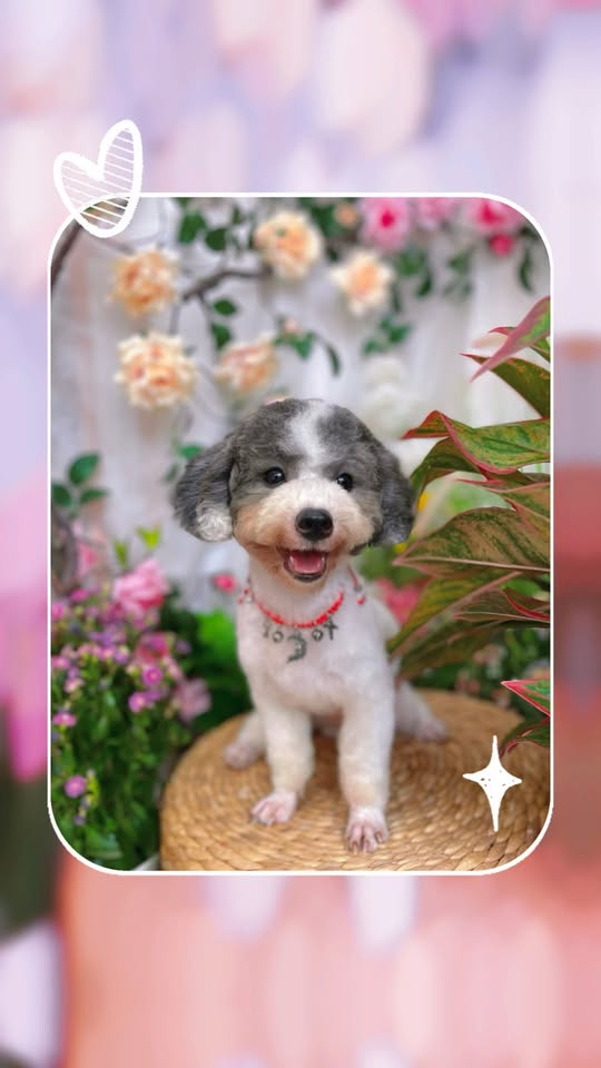 [🆕🇻🇳] JOLLY PET 🐶🦜 Top1Pets 🐱🐠 #Bò #JollyPet #petshop #petspa #petgrooming #petcare #pet #dog #poodle , shares-0✔️ , likes-2❤️️ , date-2025-08-01 17:00:57🐶🐱🇻🇳🇻🇳🇻🇳📰🆕