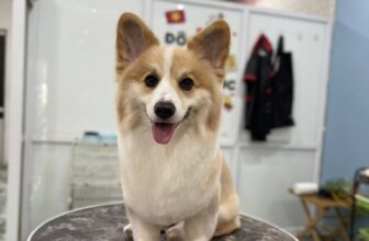 [🆕🇻🇳] Love Pet – Cửa Hàng Chăm Sóc Thú Cưng Hải Phòng 🐶🦜 Top1Pets 🐱🐠 Đừng nhìn em lâu
Coi chừng đậm sâuuCác sen cứ việc lên lịch còn việc đưa đón cứ để shop lo
4B Phố Mới, Tân Dương, Thuỷ Nguyên, Hải Phòng
0904.498.302 , shares-0✔️ , likes-7❤️️ , date-2025-07-31 03:09:01🐶🐱🇻🇳🇻🇳🇻🇳📰🆕