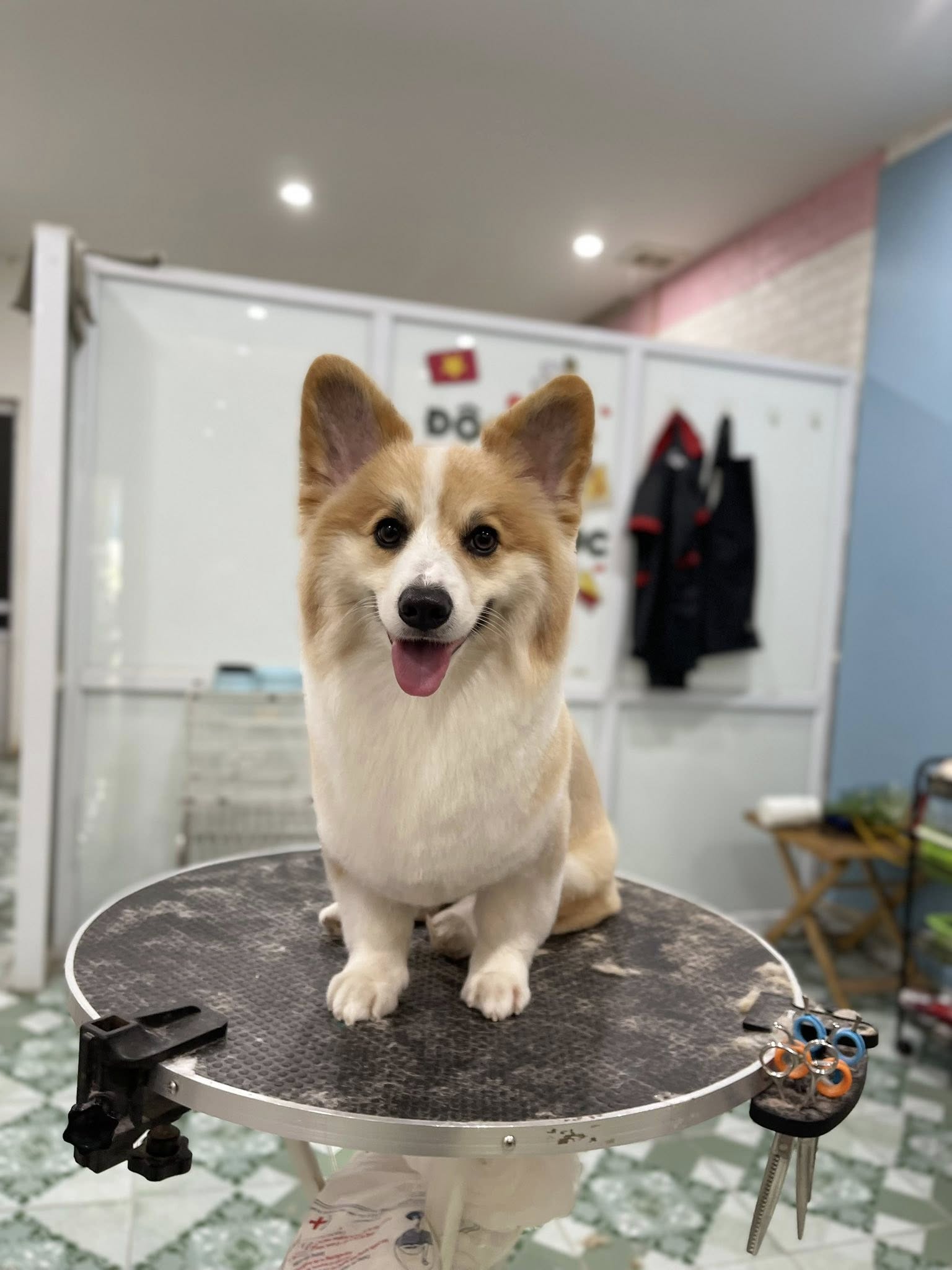 [🆕🇻🇳] Love Pet – Cửa Hàng Chăm Sóc Thú Cưng Hải Phòng 🐶🦜 Top1Pets 🐱🐠 Đừng nhìn em lâu
Coi chừng đậm sâuuCác sen cứ việc lên lịch còn việc đưa đón cứ để shop lo
4B Phố Mới, Tân Dương, Thuỷ Nguyên, Hải Phòng
0904.498.302 , shares-0✔️ , likes-7❤️️ , date-2025-07-31 03:09:01🐶🐱🇻🇳🇻🇳🇻🇳📰🆕