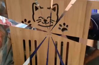 [🆕🇻🇳] Cat House – Khách Sạn Thú Cưng Số 1 Việt Nam 🐶🦜 Top1Pets 🐱🐠 Nhật Ký Sản Xuất CatHouse 2/8/2025
#chuongmeo #nhatkysanxuat #cathouse #tumeo #nhameo #villameo , shares-0✔️ , likes-2❤️️ , date-2025-08-02 21:16:24🐶🐱🇻🇳🇻🇳🇻🇳📰🆕