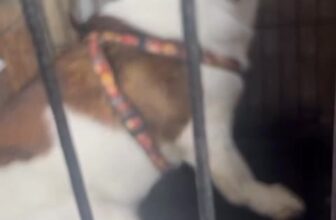 [🆕🇻🇳] Vận chuyển thú cưng bằng đường sắt Bắc Nam 🐶🦜 Top1Pets 🐱🐠 cảm ơn các bạn đã tin tưởng . mọi thứ đều an toàn mọi mặt . , shares-0✔️ , likes-1❤️️ , date-2025-08-08 13:35:07🐶🐱🇻🇳🇻🇳🇻🇳📰🆕