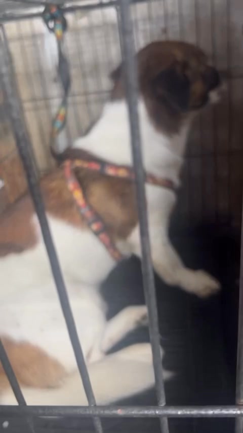 [🆕🇻🇳] Vận chuyển thú cưng bằng đường sắt Bắc Nam 🐶🦜 Top1Pets 🐱🐠 cảm ơn các bạn đã tin tưởng . mọi thứ đều an toàn mọi mặt . , shares-0✔️ , likes-1❤️️ , date-2025-08-08 13:35:07🐶🐱🇻🇳🇻🇳🇻🇳📰🆕