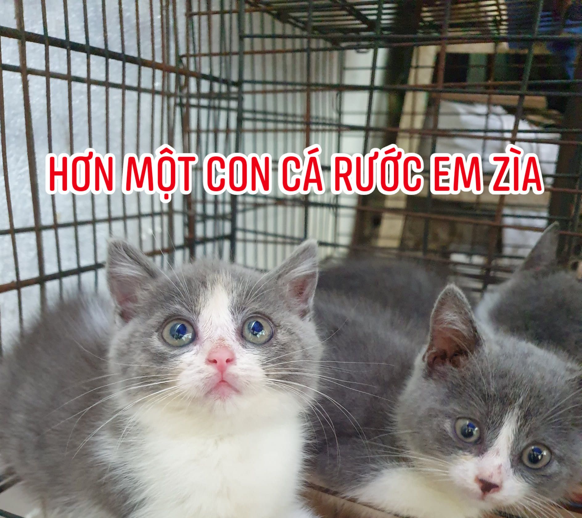 [🆕🇻🇳] Đậu Đỏ petshop 🐶🦜 Top1Pets 🐱🐠 Bình luận đã bị tắt cho bài viết này.
, shares-0✔️ , likes-2❤️️ , date-2025-08-09 06:12:33🐶🐱🇻🇳🇻🇳🇻🇳📰🆕