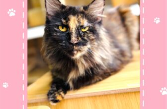 [🆕🇻🇳] Cat Bee Pet – Hotel & Spa Thú Cưng 🐶🦜 Top1Pets 🐱🐠  Đầu tuần là thời điểm ký hợp đồng… ăn vụng, ngủ nướng và được nựng nhiều hơn!
Ở Cat Bee Pet, Boss luôn được chăm như VIP – sạch, thơm, đẹp để sẵn sàng đi , shares-0✔️ , likes-3❤️️ , date-2025-08-11 16:23:48🐶🐱🇻🇳🇻🇳🇻🇳📰🆕