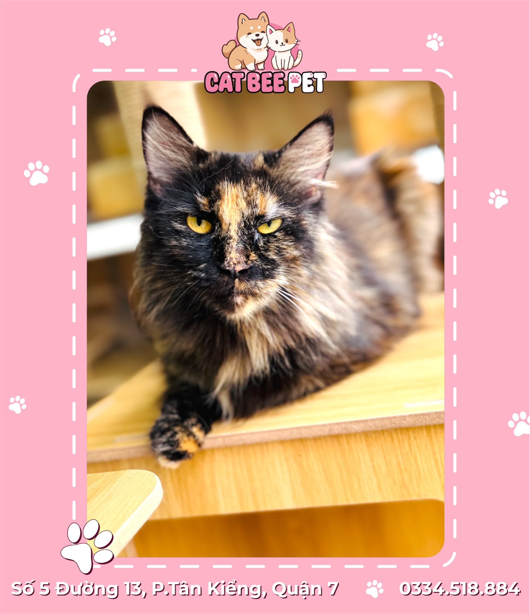 [🆕🇻🇳] Cat Bee Pet – Hotel & Spa Thú Cưng 🐶🦜 Top1Pets 🐱🐠  Đầu tuần là thời điểm ký hợp đồng… ăn vụng, ngủ nướng và được nựng nhiều hơn!
Ở Cat Bee Pet, Boss luôn được chăm như VIP – sạch, thơm, đẹp để sẵn sàng đi , shares-0✔️ , likes-3❤️️ , date-2025-08-11 16:23:48🐶🐱🇻🇳🇻🇳🇻🇳📰🆕