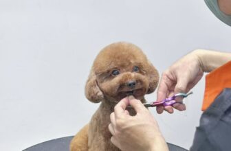 [🆕🇻🇳] Đông Anh Grooming-Cắt Tỉa Lông Thú Cưng 🐶🦜 Top1Pets 🐱🐠  𝐌𝐎̣̂𝐓 𝐋𝐀̂̀𝐍 Đ𝐄̂́𝐍 – 𝐂𝐀̉ 𝐍𝐆𝐀̀𝐘 𝐓𝐇𝐎̛𝐌𝙻𝚊̣𝚒 𝚝𝚑𝚎̂𝚖 𝚖𝚘̣̂𝚝 𝚋𝚘𝚜𝚜 𝚗𝚑𝚘̉ “𝚋𝚒𝚎̂́𝚗 𝚑𝚒̀𝚗𝚑” 𝚜𝚒𝚎̂𝚞 𝚕𝚞𝚗𝚐 𝚕𝚒𝚗𝚑 𝚜𝚊𝚞 𝚔𝚑𝚒 đ𝚞̛𝚘̛̣𝚌 𝚜𝚙𝚊 𝚝𝚊̣𝚒 Đ𝚘̂𝚗𝚐 𝙰𝚗𝚑 𝙶𝚛𝚘𝚘𝚖𝚒𝚗𝚐!𝙻𝚘̂𝚗𝚐 𝚖𝚞̛𝚘̛ , shares-11✔️ , likes-2❤️️ , date-2025-08-08 15:35:31🐶🐱🇻🇳🇻🇳🇻🇳📰🆕