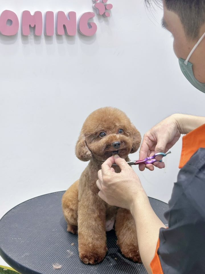 [🆕🇻🇳] Đông Anh Grooming-Cắt Tỉa Lông Thú Cưng 🐶🦜 Top1Pets 🐱🐠  𝐌𝐎̣̂𝐓 𝐋𝐀̂̀𝐍 Đ𝐄̂́𝐍 – 𝐂𝐀̉ 𝐍𝐆𝐀̀𝐘 𝐓𝐇𝐎̛𝐌𝙻𝚊̣𝚒 𝚝𝚑𝚎̂𝚖 𝚖𝚘̣̂𝚝 𝚋𝚘𝚜𝚜 𝚗𝚑𝚘̉ “𝚋𝚒𝚎̂́𝚗 𝚑𝚒̀𝚗𝚑” 𝚜𝚒𝚎̂𝚞 𝚕𝚞𝚗𝚐 𝚕𝚒𝚗𝚑 𝚜𝚊𝚞 𝚔𝚑𝚒 đ𝚞̛𝚘̛̣𝚌 𝚜𝚙𝚊 𝚝𝚊̣𝚒 Đ𝚘̂𝚗𝚐 𝙰𝚗𝚑 𝙶𝚛𝚘𝚘𝚖𝚒𝚗𝚐!𝙻𝚘̂𝚗𝚐 𝚖𝚞̛𝚘̛ , shares-11✔️ , likes-2❤️️ , date-2025-08-08 15:35:31🐶🐱🇻🇳🇻🇳🇻🇳📰🆕