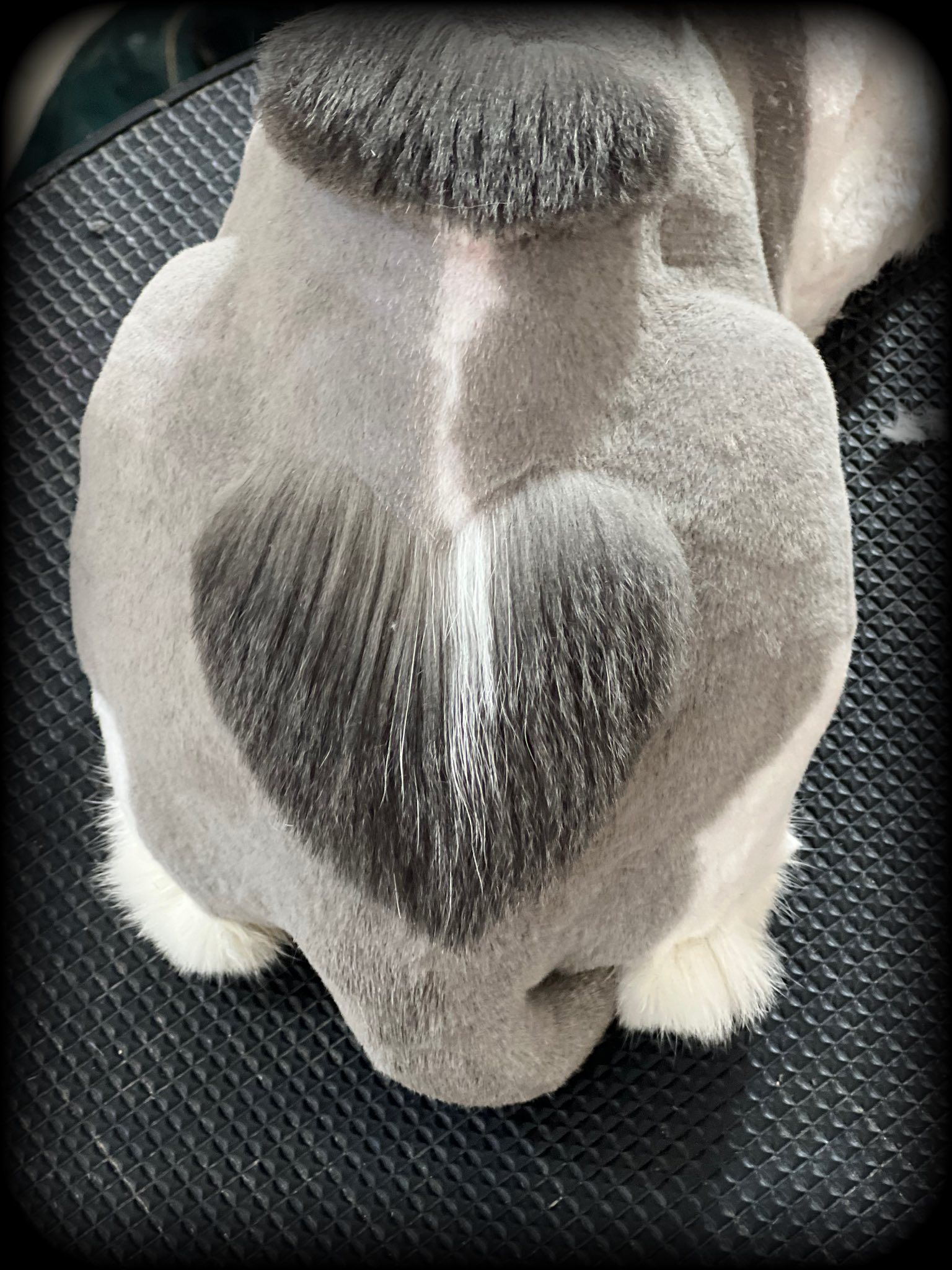 [🆕🇻🇳] Pate Tươi Bún Đậu Mắm Meo 🐶🦜 Top1Pets 🐱🐠 #Lụm Pate Tươi #Tặng Soup ThưởngBếp nhà e vẫn nấu trả đơn đều đều í, bếp nhận ord trong group nấu 2ngày/tuần ạ, khách iu nào bị miss chưa join group nhắn , shares-0✔️ , likes-0❤️️ , date-2025-08-12 17:44:37🐶🐱🇻🇳🇻🇳🇻🇳📰🆕