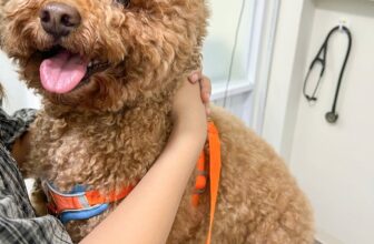 [🆕🇻🇳] Phòng Khám Thú Y Home Pet Care – Cơ sở Quận 7 🐶🦜 Top1Pets 🐱🐠  Gương mặt đẹp trai như vậy… mà lại có gì lạ sau mông thế này?!Bé poodle đến 𝐇𝐨𝐦𝐞 𝐏𝐞𝐭 𝐂𝐚𝐫𝐞 để kiểm tra vì sau mông xuất hiện một “cục tròn tròn”, mà ngà , shares-1✔️ , likes-4❤️️ , date-2025-08-27 17:00:43🐶🐱🇻🇳🇻🇳🇻🇳📰🆕