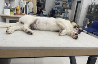 [🆕🇻🇳] Phòng Khám Thú Y Sky Pet 🐶🦜 Top1Pets 🐱🐠 Tỉnh mê là thấy bị thiếu 2 trái cà ạ
, shares-0✔️ , likes-3❤️️ , date-2025-08-13 03:27:31🐶🐱🇻🇳🇻🇳🇻🇳📰🆕