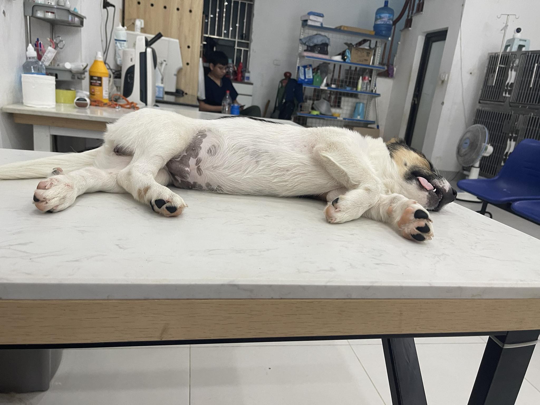 [🆕🇻🇳] Phòng Khám Thú Y Sky Pet 🐶🦜 Top1Pets 🐱🐠 Tỉnh mê là thấy bị thiếu 2 trái cà ạ
, shares-0✔️ , likes-3❤️️ , date-2025-08-13 03:27:31🐶🐱🇻🇳🇻🇳🇻🇳📰🆕