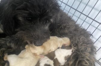 [🆕🇻🇳] Phòng Khám Thú Y HELLO PET – Việt Yên 🐶🦜 Top1Pets 🐱🐠 Vẫn tích cực mổ -đỡ đẻ cho các bạn cún sắp sinh
, shares-0✔️ , likes-12❤️️ , date-2025-08-11 01:51:45🐶🐱🇻🇳🇻🇳🇻🇳📰🆕