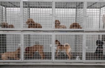 [🆕🇻🇳] Phòng Khám Thú Y S-Pet 🐶🦜 Top1Pets 🐱🐠 𝐍𝐠𝐡𝐢̉ 𝐥𝐞̂̃ 𝐯𝐮𝐢 𝐯𝐞̉ – 𝐁𝐨𝐬𝐬 đ𝐮̛𝐨̛̣𝐜 𝐯𝐮𝐢 𝐜𝐡𝐨̛𝐢Kì nghỉ lễ đang đến gần. Trong khi mọi người háo hức lên kế hoạch du lịch hay về quê, thì cũng là lúc các bé t , shares-2✔️ , likes-328❤️️ , date-2025-08-21 17:54:04🐶🐱🇻🇳🇻🇳🇻🇳📰🆕