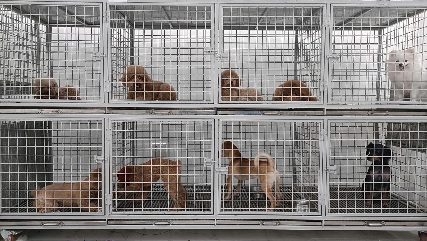 [🆕🇻🇳] Phòng Khám Thú Y S-Pet 🐶🦜 Top1Pets 🐱🐠 𝐍𝐠𝐡𝐢̉ 𝐥𝐞̂̃ 𝐯𝐮𝐢 𝐯𝐞̉ – 𝐁𝐨𝐬𝐬 đ𝐮̛𝐨̛̣𝐜 𝐯𝐮𝐢 𝐜𝐡𝐨̛𝐢Kì nghỉ lễ đang đến gần. Trong khi mọi người háo hức lên kế hoạch du lịch hay về quê, thì cũng là lúc các bé t , shares-2✔️ , likes-328❤️️ , date-2025-08-21 17:54:04🐶🐱🇻🇳🇻🇳🇻🇳📰🆕