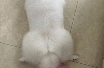 [🆕🇻🇳] Ngôi nhà của Dollar  🐶🦜 Top1Pets 🐱🐠 Dáng nằm của em gái thành phố
, shares-0✔️ , likes-1❤️️ , date-2025-08-17 20:38:16🐶🐱🇻🇳🇻🇳🇻🇳📰🆕