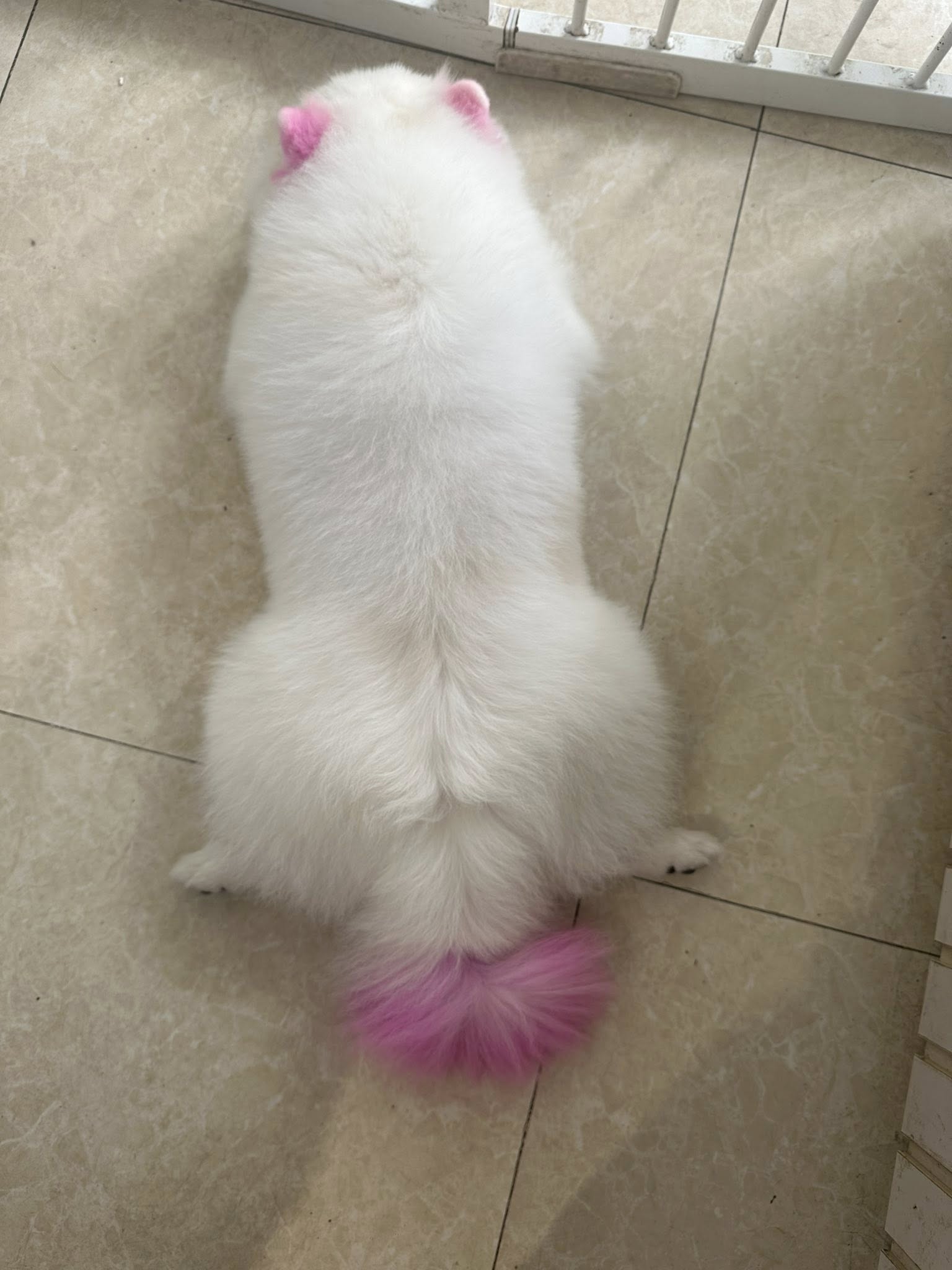 [🆕🇻🇳] Ngôi nhà của Dollar  🐶🦜 Top1Pets 🐱🐠 Dáng nằm của em gái thành phố
, shares-0✔️ , likes-1❤️️ , date-2025-08-17 20:38:16🐶🐱🇻🇳🇻🇳🇻🇳📰🆕