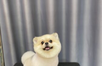 [🆕🇻🇳] Pety Station Quận 8 – Spa, grooming, hotel, thức ăn và phụ kiện cho thú cưng 🐶🦜 Top1Pets 🐱🐠 Siêu mát mẻ𝑻𝒉𝒐̂𝒏𝒈 𝒕𝒊𝒏 𝒍𝒊𝒆̂𝒏 𝒉𝒆̣̂:
Fanpage: Pety Station Quận 8
Địa chỉ: 582 Hưng Phú, Phường 9, Quận 8
Gg maps:
Hotline: 084 2161157
, shares-0✔️ , likes-0❤️️ , date-2025-08-20 19:16:01🐶🐱🇻🇳🇻🇳🇻🇳📰🆕