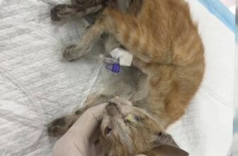 [🆕🇻🇳] Dịch Vụ Thú Y – Tại Nhà – KV TP. HCM 🐶🦜 Top1Pets 🐱🐠  , shares-0✔️ , likes-0❤️️ , date-2025-08-22 17:36:38🐶🐱🇻🇳🇻🇳🇻🇳📰🆕