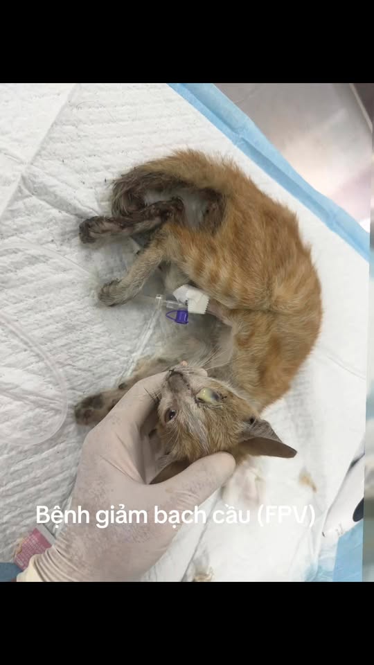 [🆕🇻🇳] Habi Pet – Hotel & Spa cho mèo 🐶🦜 Top1Pets 🐱🐠 + 1 chiếc mèo yêu nước đến từ Habi
TẾT ĐỘC LẬP năm nay các sen nếu có dự định đi chơi hay đi xem Concert Quốc gia thì nhớ đến Habi gửi mèo để đi chơi cho  , shares-3✔️ , likes-15❤️️ , date-2025-08-22 17:48:40🐶🐱🇻🇳🇻🇳🇻🇳📰🆕