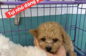 [🆕🇻🇳] Cô Tuyền’s Pethouse 🐶🦜 Top1Pets 🐱🐠 Cô Tuyền’ Pethouse:- Spa, cắt tỉa lông thú cưng- Thực phẩm thú cưng- Lưu trú hotel- Xổ giun, tiêm phòng#quan6 #dichvuthuykimtuyen #spachomeoquan6 #spaquan6 , shares-0✔️ , likes-1❤️️ , date-2025-08-19 19:21:49🐶🐱🇻🇳🇻🇳🇻🇳📰🆕