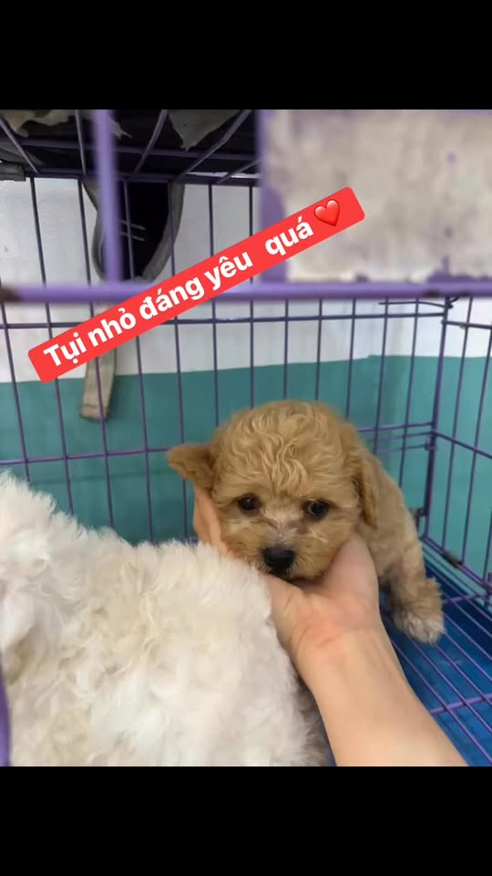 [🆕🇻🇳] Cô Tuyền’s Pethouse 🐶🦜 Top1Pets 🐱🐠 Cô Tuyền’ Pethouse:- Spa, cắt tỉa lông thú cưng- Thực phẩm thú cưng- Lưu trú hotel- Xổ giun, tiêm phòng#quan6 #dichvuthuykimtuyen #spachomeoquan6 #spaquan6 , shares-0✔️ , likes-1❤️️ , date-2025-08-19 19:21:49🐶🐱🇻🇳🇻🇳🇻🇳📰🆕