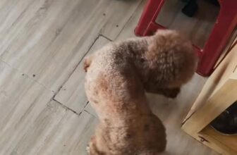 [🆕🇻🇳] PetPaw Pet Shop 🐶🦜 Top1Pets 🐱🐠  2/9 – Cả nhà đi chơi, đừng quên “thành viên đặc biệt” nhé!Kỳ nghỉ lễ đến rồi, ba mẹ thì chuẩn bị đi du lịch, còn các boss nhỏ thì sao?
Đừng lo, đã có , shares-0✔️ , likes-1❤️️ , date-2025-08-21 22:32:47🐶🐱🇻🇳🇻🇳🇻🇳📰🆕