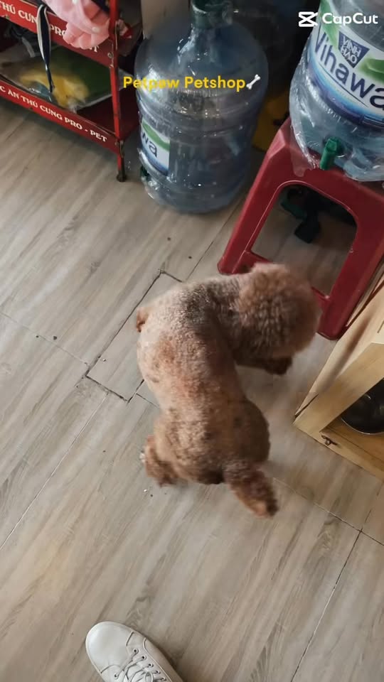 [🆕🇻🇳] Tạp Hóa Mẹ Táo-Chuyên đồ tole lanh mặc nhà cho bé 🧑‍🧒❤️️👶⭐️ Set bộ dây liền vai cho bé 14kg
10 bộ 4×0
, shares-0✔️ , likes-1❤️️ , date-2025-08-21 22:29:28🇻🇳🇻🇳🇻🇳📰🆕