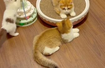 [🆕🇻🇳] THI MON’S HOUSE 🐶🦜 Top1Pets 🐱🐠 Playful kittyl o v e y o u
#brishtishshorthair #bri #kitten #cats #catlover #meow #scottishfold #mèo #meotaicup #meo , shares-0✔️ , likes-5❤️️ , date-2025-08-22 00:42:16🐶🐱🇻🇳🇻🇳🇻🇳📰🆕