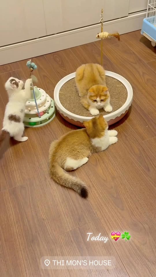 [🆕🇻🇳] THI MON’S HOUSE 🐶🦜 Top1Pets 🐱🐠 Playful kittyl o v e y o u
#brishtishshorthair #bri #kitten #cats #catlover #meow #scottishfold #mèo #meotaicup #meo , shares-0✔️ , likes-5❤️️ , date-2025-08-22 00:42:16🐶🐱🇻🇳🇻🇳🇻🇳📰🆕