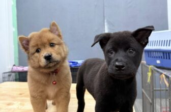 [🆕🇻🇳] Goco Petshop 🐶🦜 Top1Pets 🐱🐠 • Sờ Pa “sang – xịn – mịn” cho 2 bé H’mông cộc đuôi đáng yêu của anh khách người Pháp• Goco Petshop xin cảm ơn quý khách đã luôn tin tưởng và đồng hành  , shares-5✔️ , likes-4❤️️ , date-2025-08-20 02:19:35🐶🐱🇻🇳🇻🇳🇻🇳📰🆕