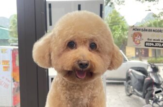 [🆕🇻🇳] Teddy Pet – Tiệm Chăm Sóc Thú Cưng 🐶🦜 Top1Pets 🐱🐠  Khách nhí sau khi spa xong: xinh lung linh – chủ mê tít
, shares-0✔️ , likes-1❤️️ , date-2025-09-22 17:21:56🐶🐱🇻🇳🇻🇳🇻🇳📰🆕