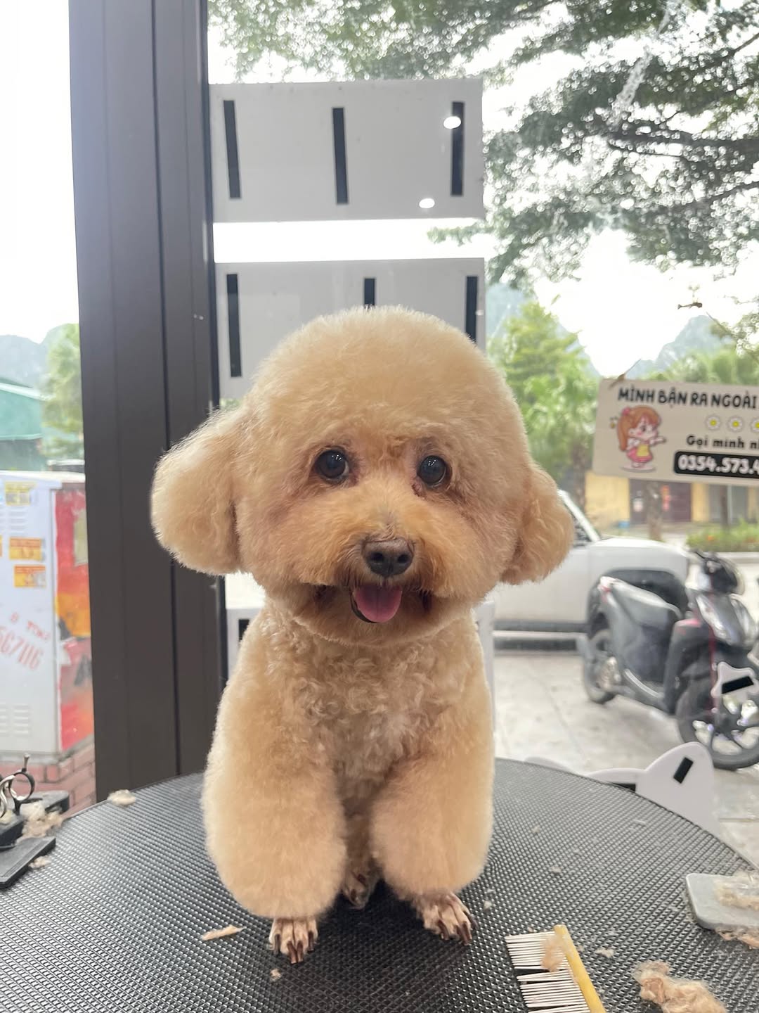 [🆕🇻🇳] Teddy Pet – Tiệm Chăm Sóc Thú Cưng 🐶🦜 Top1Pets 🐱🐠  Khách nhí sau khi spa xong: xinh lung linh – chủ mê tít
, shares-0✔️ , likes-1❤️️ , date-2025-09-22 17:21:56🐶🐱🇻🇳🇻🇳🇻🇳📰🆕